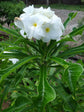 Plumeria Pudica Plant or Frangipani, Nag Champa with Green coloured leaves and White with Yellow core coloured flower 