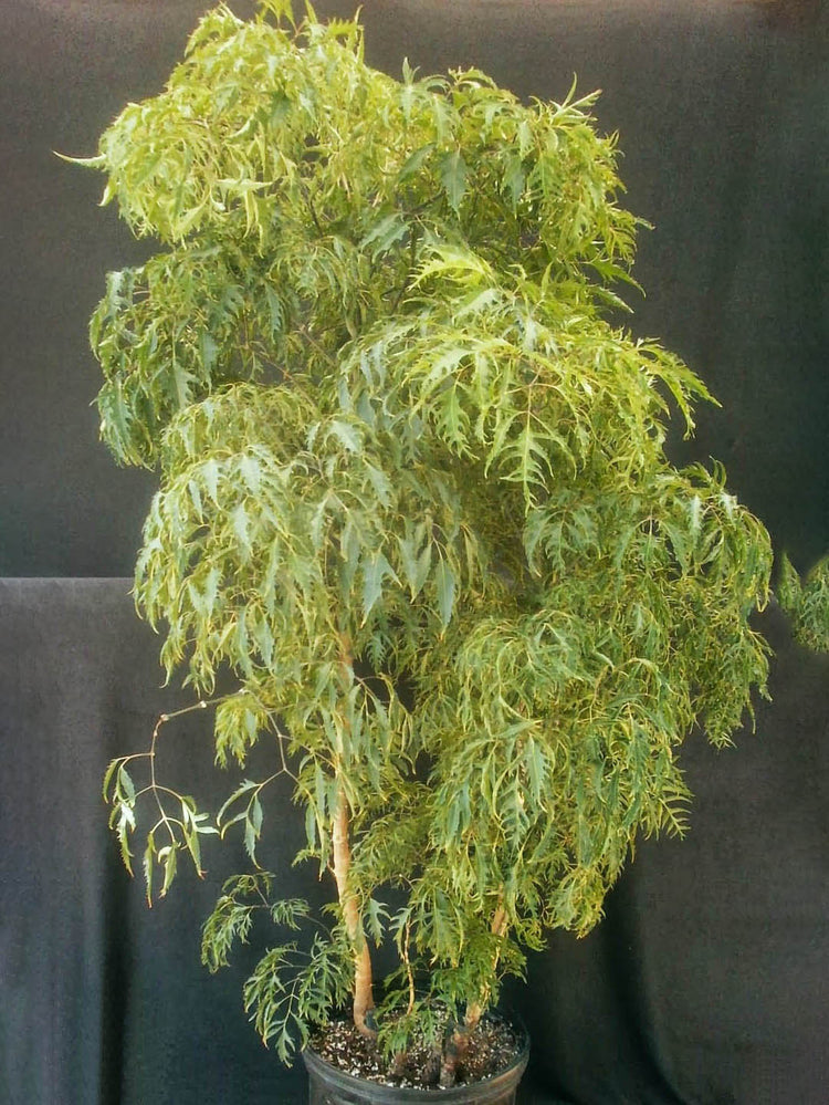 Polyscias Fruticosa Golden Plant or Ming aralia, Polyscias Fern Leaf with Lime Green coloured leaves