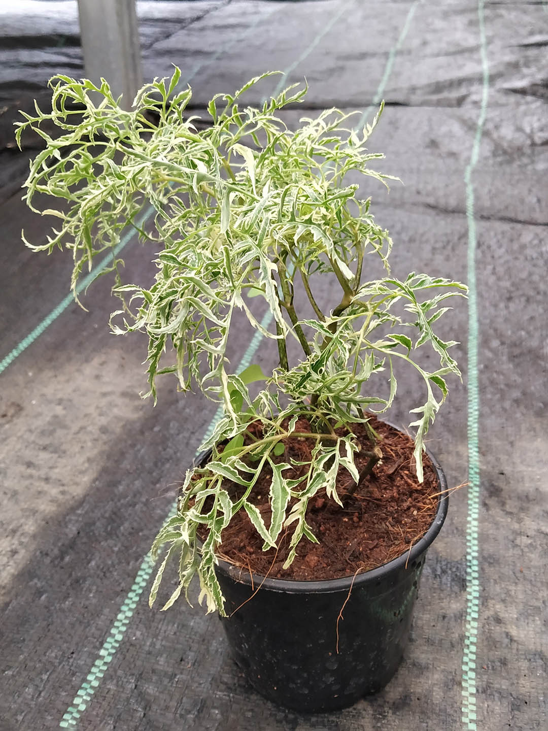 Polyscias Fruticosa Golden 