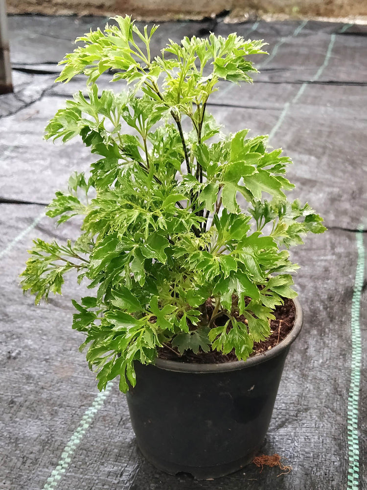 Polyscias Fruticosa Green Plant or Ming aralia, Polyscias Fern Leaf with Green coloured leaves