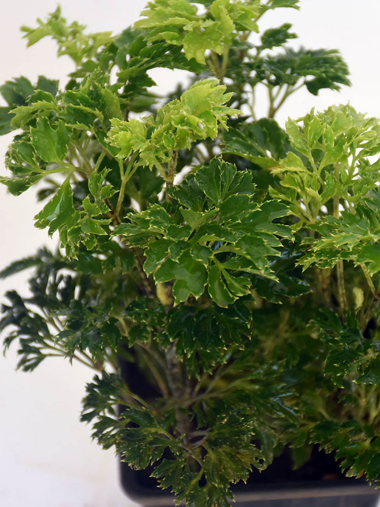 Polyscias Fruticosa Green 