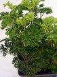 Polyscias Fruticosa Green 