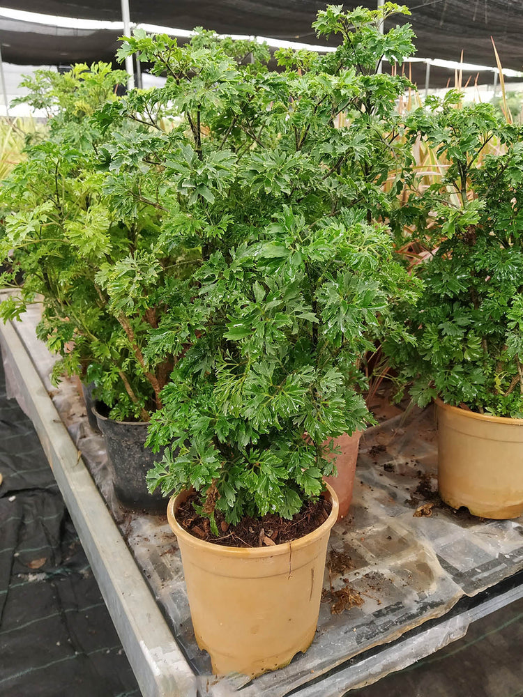 Polyscias Fruticosa Green 