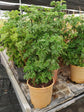 Polyscias Fruticosa Green 