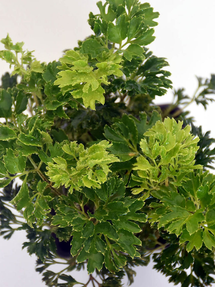 Polyscias Fruticosa Green 