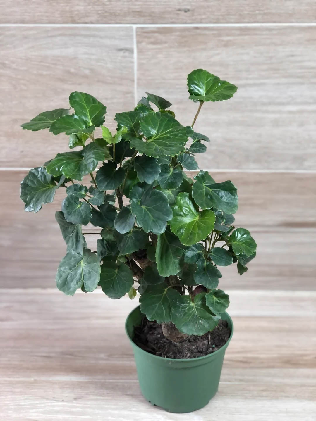 Polyscias Guilfoylei Plant or Geranium Aralia,Wild coffee with Green coloured leaves