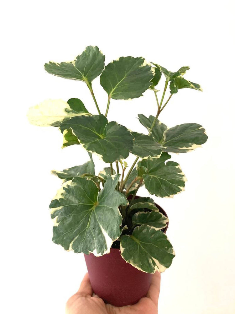 Polyscias Balfouriana Pennockii Plant or Pennockii Aralia, Dinner Plant Aralia with Green, Lime Green and White coloured leaves