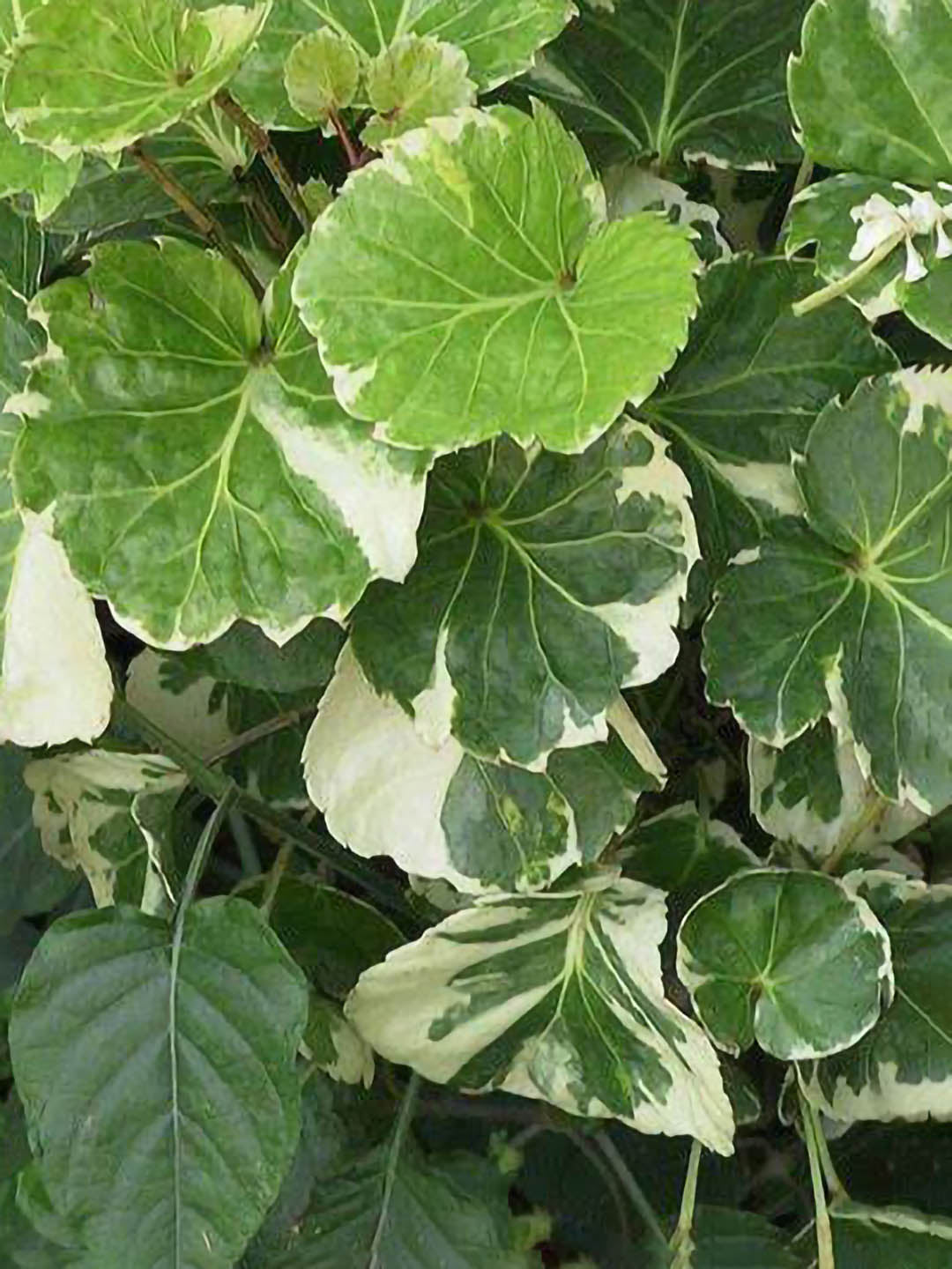 Polyscias Balfouriana Pennockii 