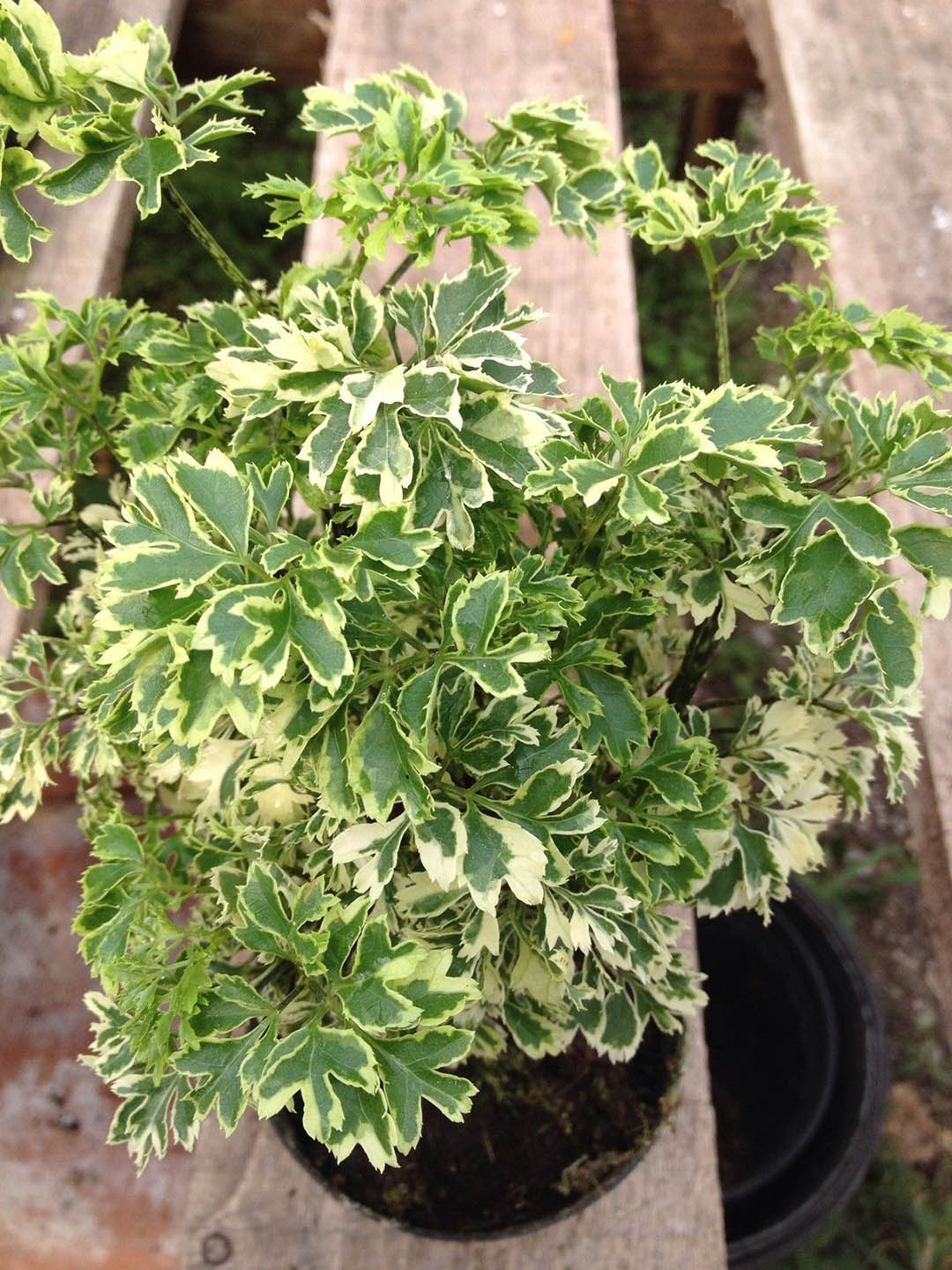 Polyscias Fruticosa Miniature Variegated Plant or Aralia Variegated ‘Marginata’ with White and Green Mixed coloured leaves