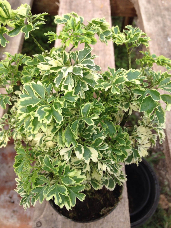 Polyscias Fruticosa Miniature Variegated Plant or Aralia Variegated ‘Marginata’ with White and Green Mixed coloured leaves