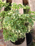 Polyscias Fruticosa Miniature Variegated Plant or Aralia Variegated ‘Marginata’ with White and Green Mixed coloured leaves