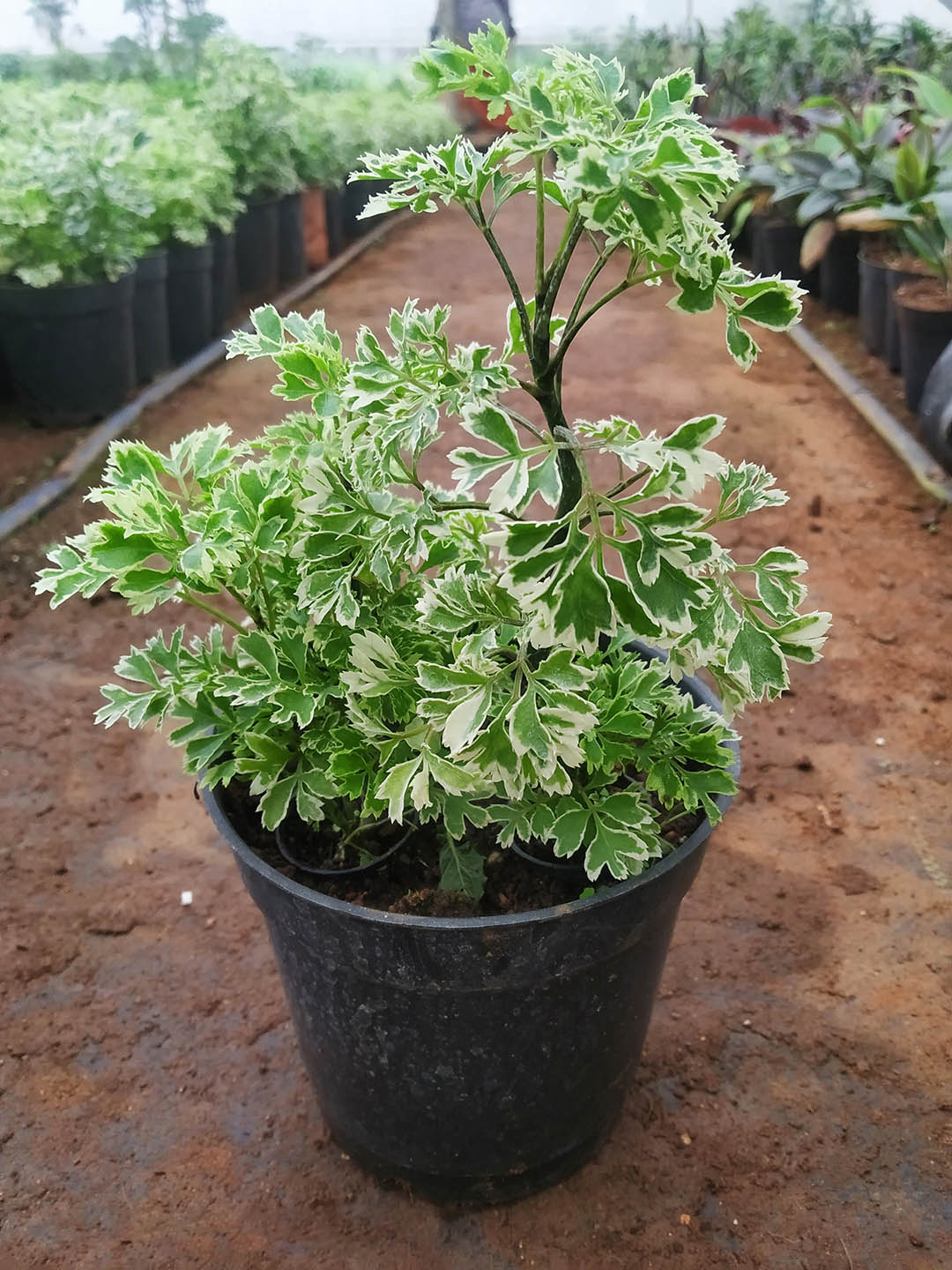 Polyscias Fruticosa Miniature Variegated