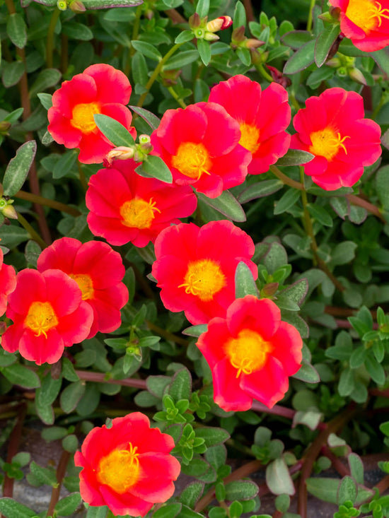 Portulaca Grandiflora Orange Plant or Common Purslane,Moss Rose,Portulaca Oleracea with Green coloured leaves and Red coloured flower 