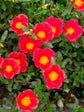 Portulaca Grandiflora Orange Plant or Common Purslane,Moss Rose,Portulaca Oleracea with Green coloured leaves and Red coloured flower 