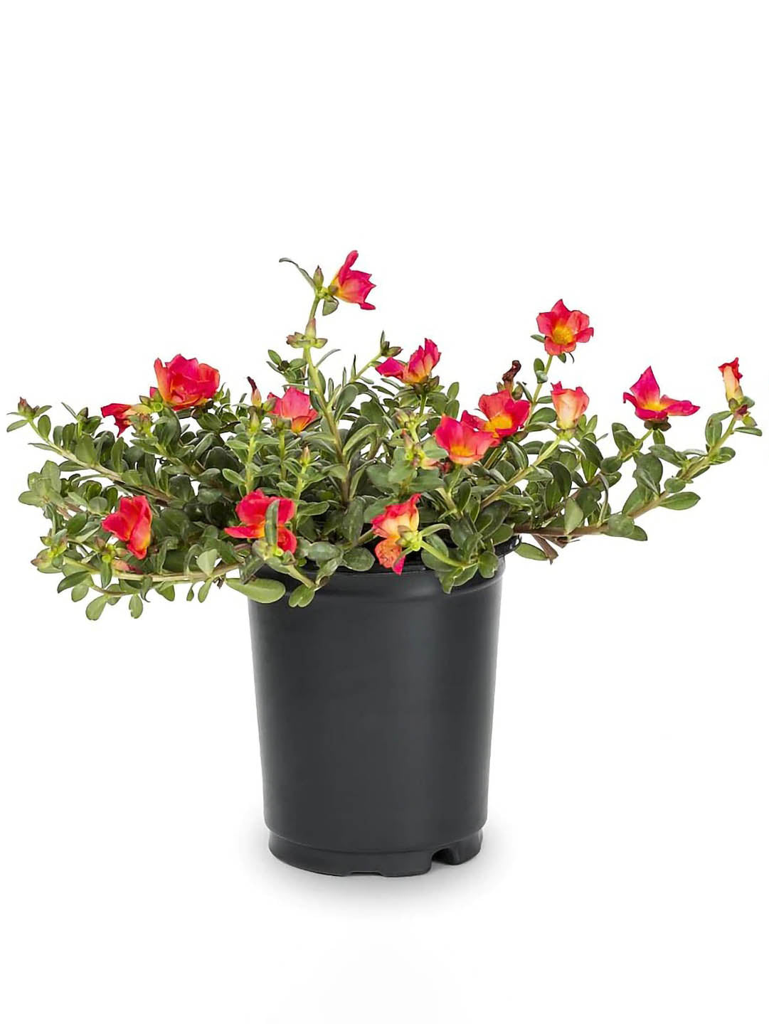 Portulaca Grandiflora Orange 