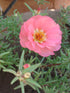 Portulaca Grandiflora Pink Plant or Common Purslane,Moss Rose,Portulaca Oleracea with Green coloured leaves and Light pink coloured flower 