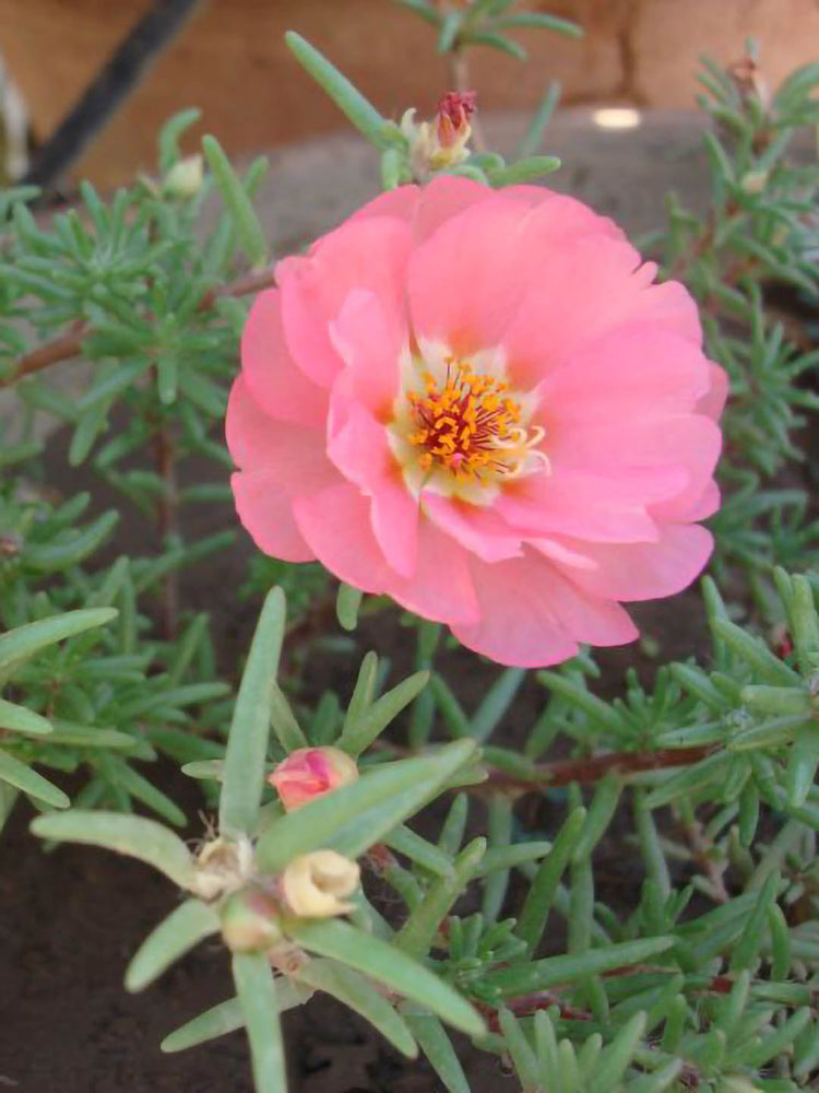 Portulaca Grandiflora Pink Plant or Common Purslane,Moss Rose,Portulaca Oleracea with Green coloured leaves and Light pink coloured flower 