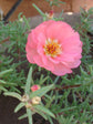 Portulaca Grandiflora Pink Plant or Common Purslane,Moss Rose,Portulaca Oleracea with Green coloured leaves and Light pink coloured flower 