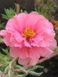 Portulaca Grandiflora Pink 