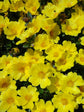 Portulaca Grandiflora Yellow Plant or Common Purslane,Moss Rose,Portulaca Oleracea with Green coloured leaves and Yellow coloured flower 