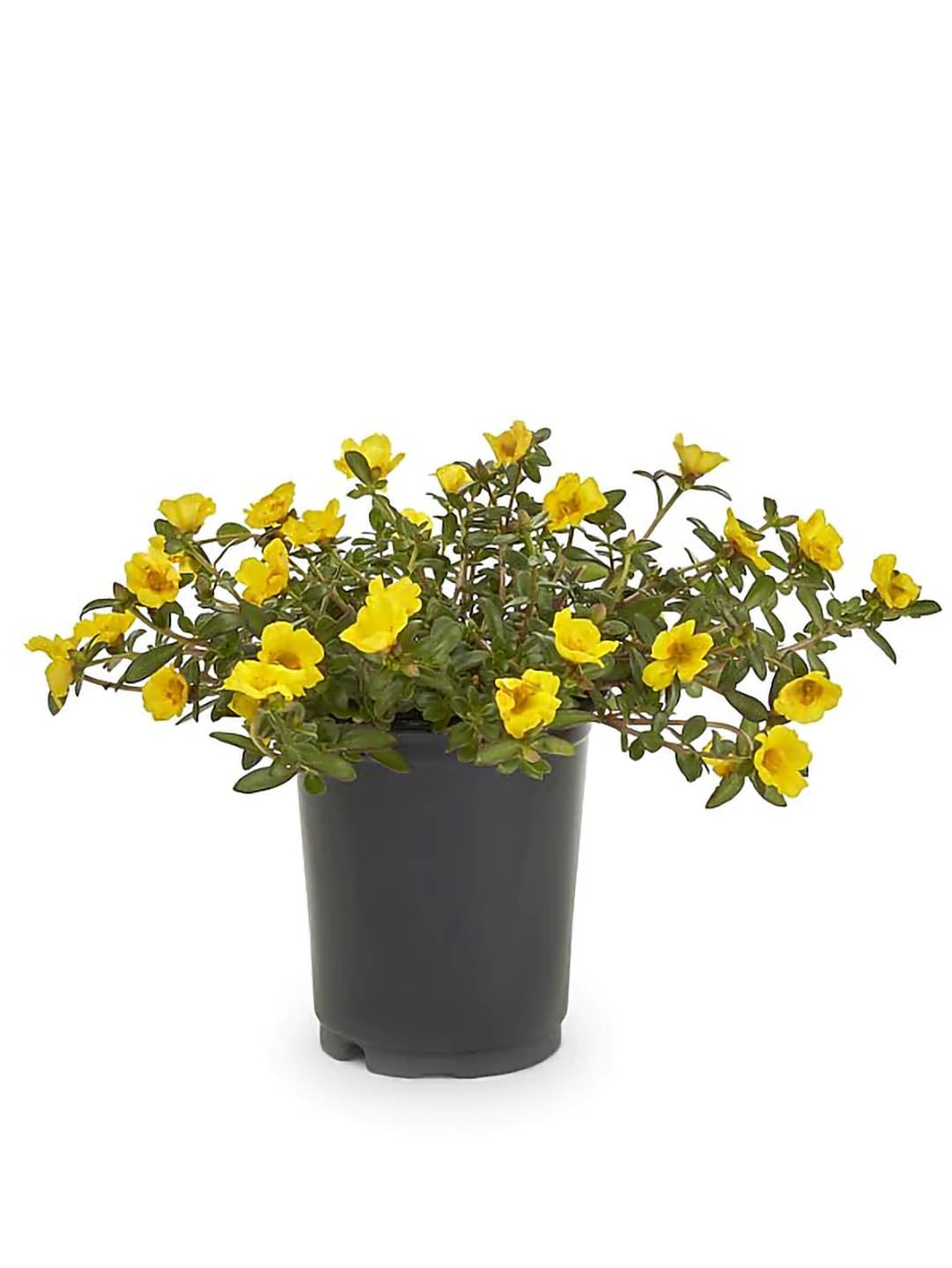 Portulaca Grandiflora Yellow 