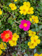 Portulaca Grandiflora Yellow 
