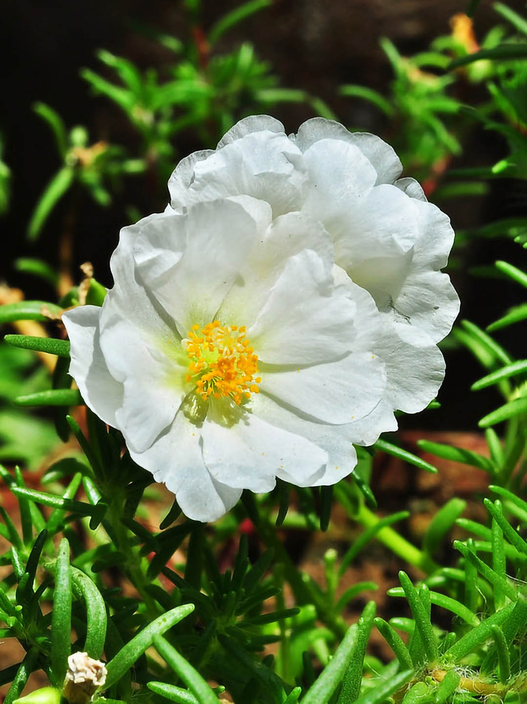 Portulaca Grandiflora White Plant or Common Purslane,Moss Rose,Portulaca Oleracea with Green coloured leaves and White coloured flower 