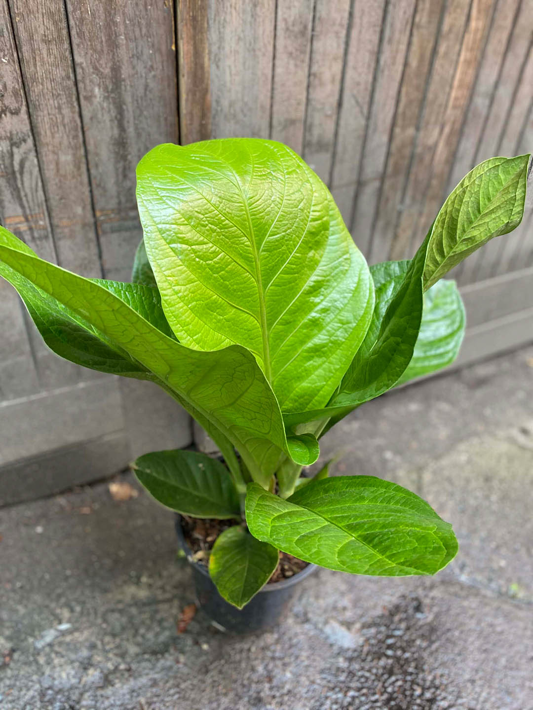Anthurium Jenmanii Plant or Giant cardboard plant, Lovely Green with Green coloured leaves and Purple coloured flower 