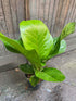 Anthurium Jenmanii Plant or Giant cardboard plant, Lovely Green with Green coloured leaves and Purple coloured flower 