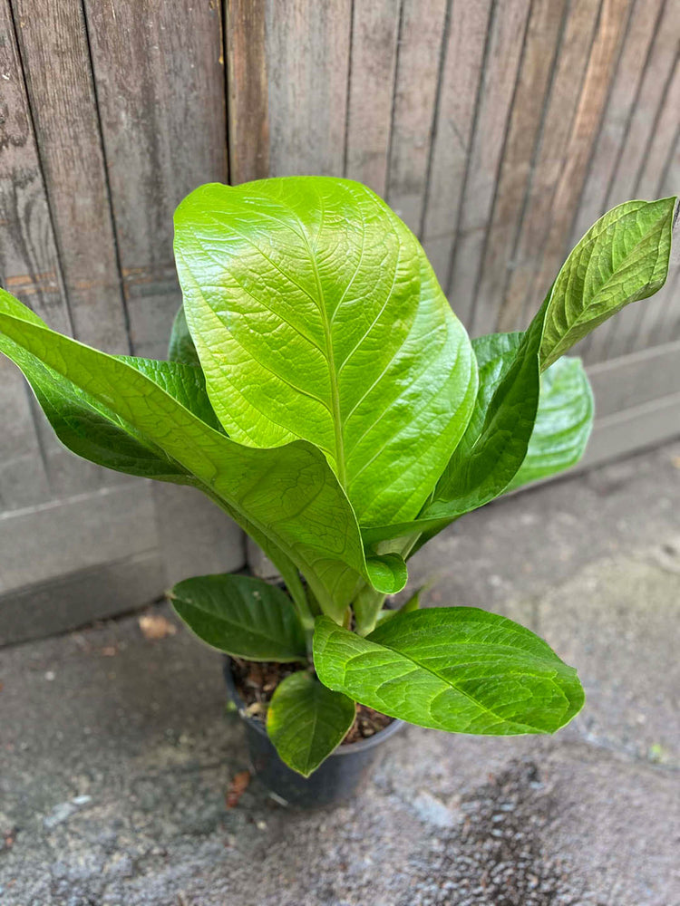 Anthurium Jenmanii Plant or Giant cardboard plant, Lovely Green with Green coloured leaves and Purple coloured flower 