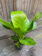 Anthurium Jenmanii Plant or Giant cardboard plant, Lovely Green with Green coloured leaves and Purple coloured flower 