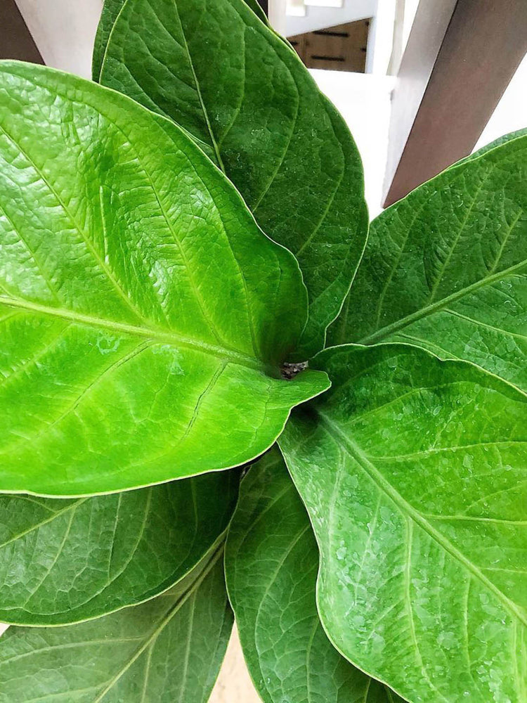 Anthurium Jenmanii
