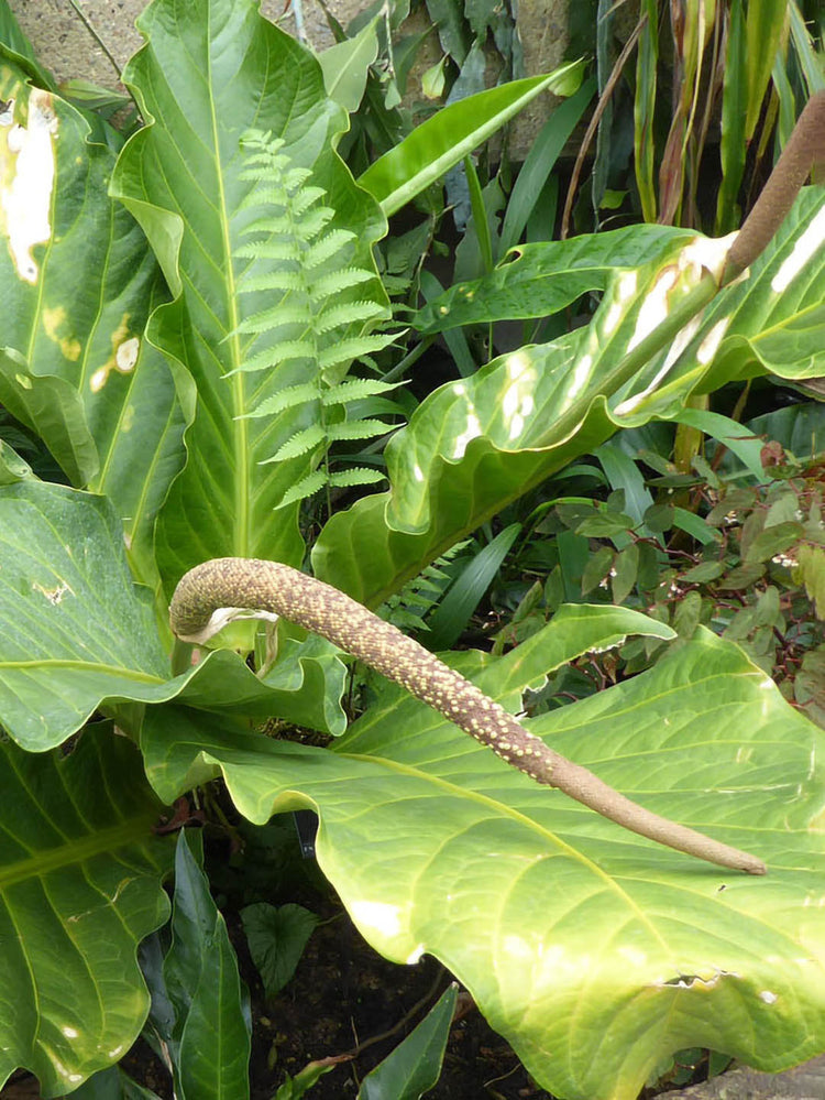 Anthurium Jenmanii