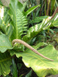 Anthurium Jenmanii