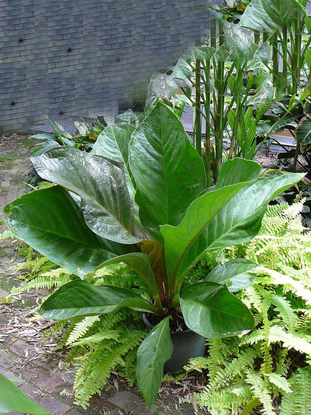 anthurium jenmanii green Anthurium Jenmanii – Potclay