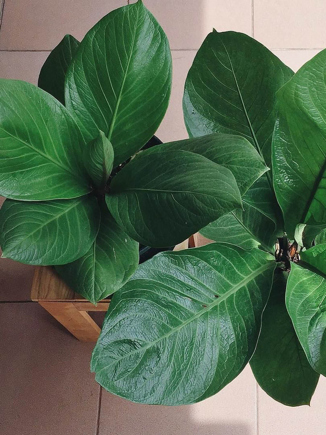 Anthurium Jenmanii