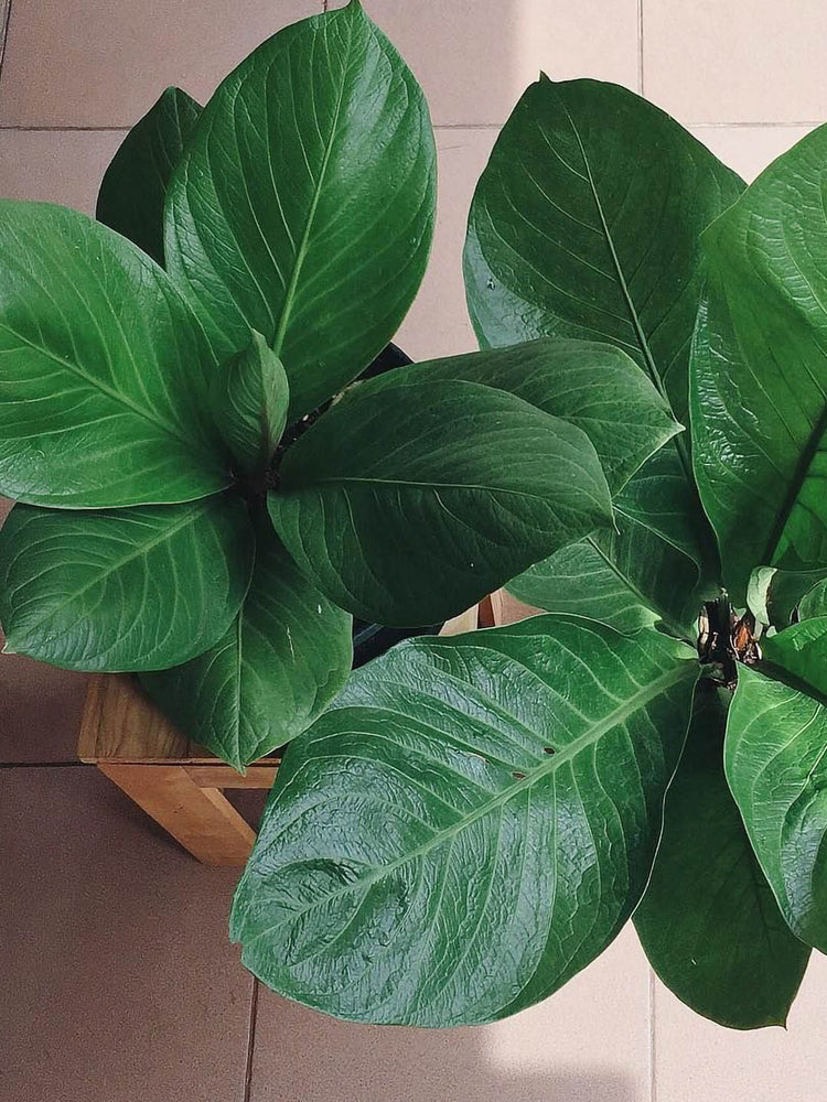 Anthurium Jenmanii