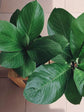 Anthurium Jenmanii