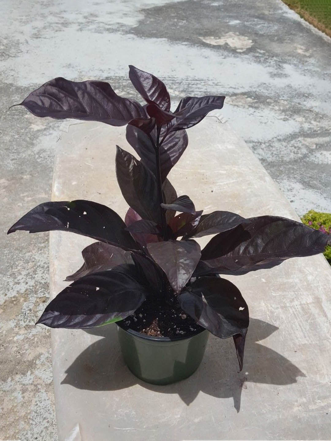 Pseuderanthemum Atropurpureum Maroon Plant or Iguana Mia, Black-purple-green varnish with Purple and Maroon coloured leaves and Purple, White or Pink coloured flower 