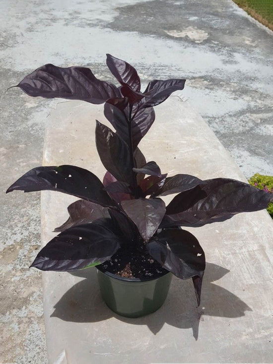 Pseuderanthemum Atropurpureum Maroon Plant or Iguana Mia, Black-purple-green varnish with Purple and Maroon coloured leaves and Purple, White or Pink coloured flower 