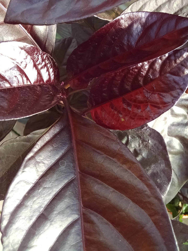 Pseuderanthemum Atropurpureum Maroon 