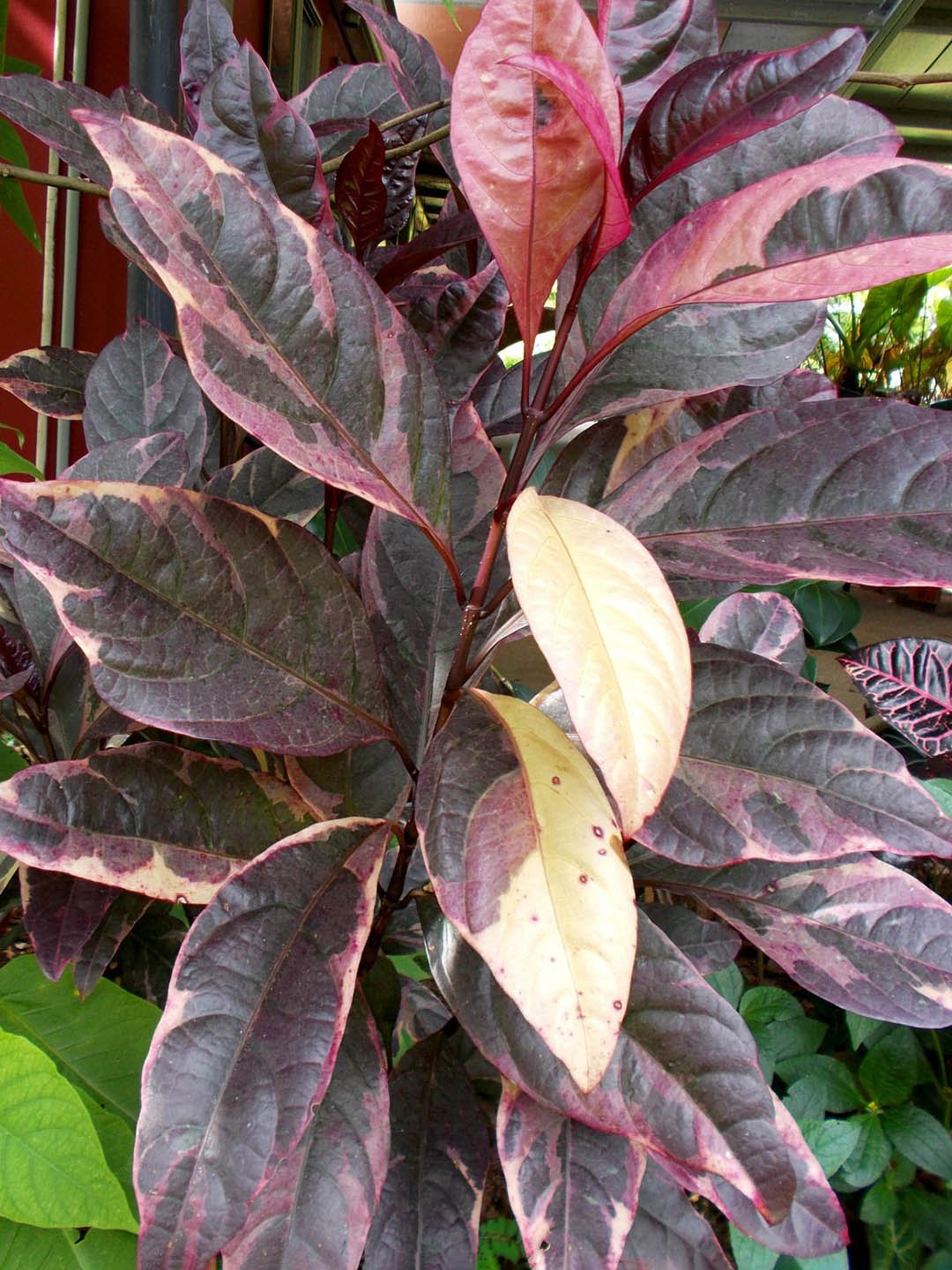 Pseuderanthemum Atropurpureum Yellow Plant or YellowEranthemum with Yellow Green coloured leaves and Purple, White or Pink coloured flower 