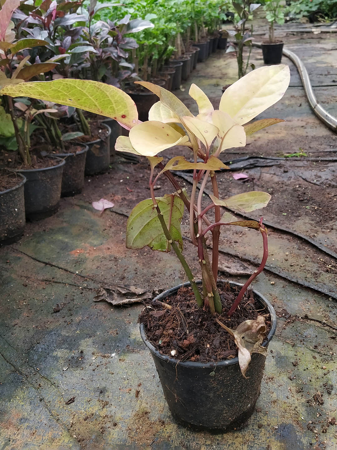 Pseuderanthemum Atropurpureum Yellow 