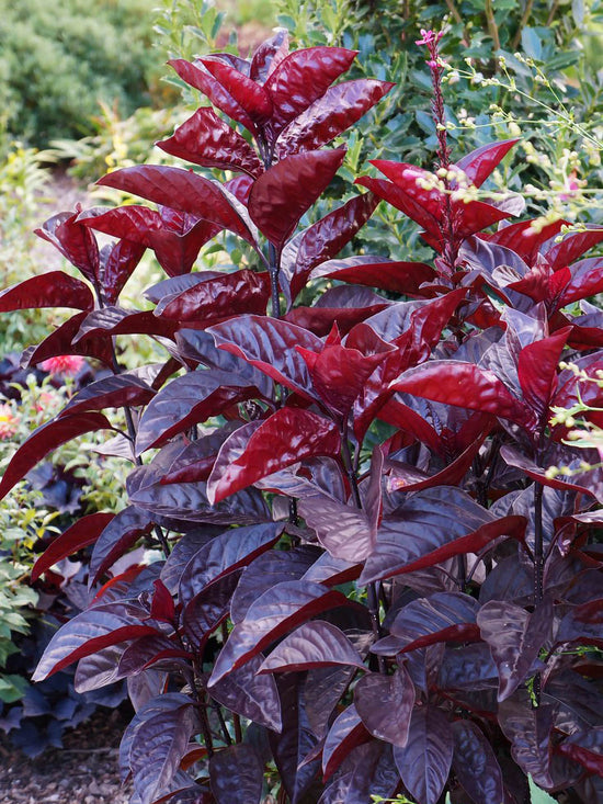 Pseuderanthemum Atropurpureum Rubrum Plant or Black Varnish Eranthemum with Dark Maroon and Black Leaves coloured leaves and Purple, White or Pink coloured flower 