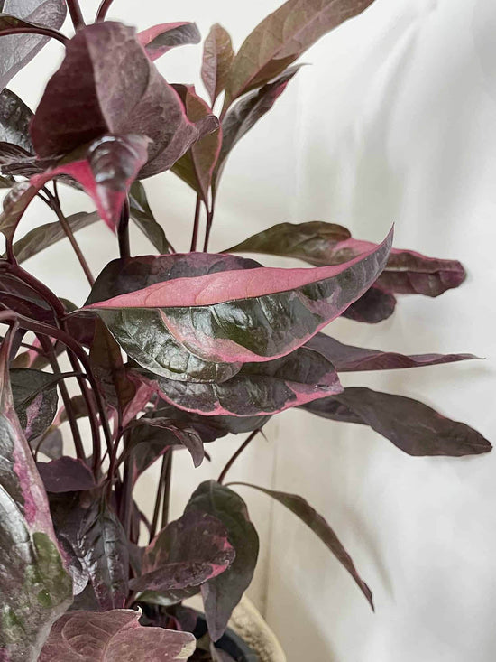 Pseuderanthemum Atropurpureum Purple Plant or Purple False Eranthemum with Purple, Pink and Yellow coloured leaves and Purple, White or Pink coloured flower 