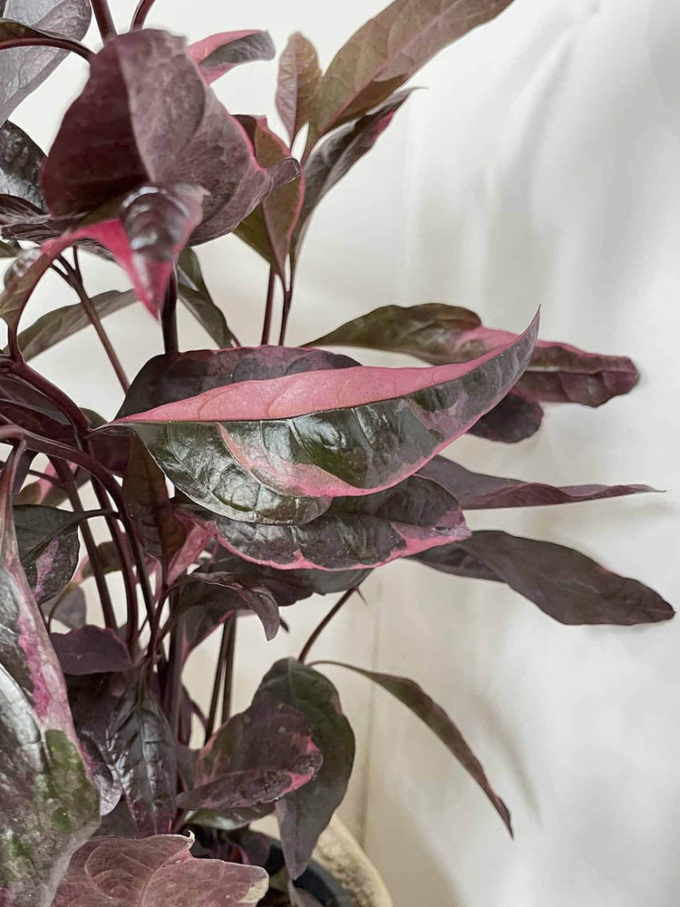Pseuderanthemum Atropurpureum Purple Plant or Purple False Eranthemum with Purple, Pink and Yellow coloured leaves and Purple, White or Pink coloured flower 