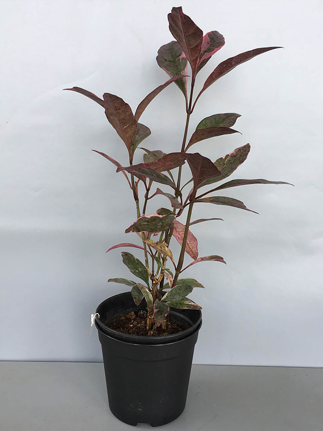 Pseuderanthemum Atropurpureum Purple 