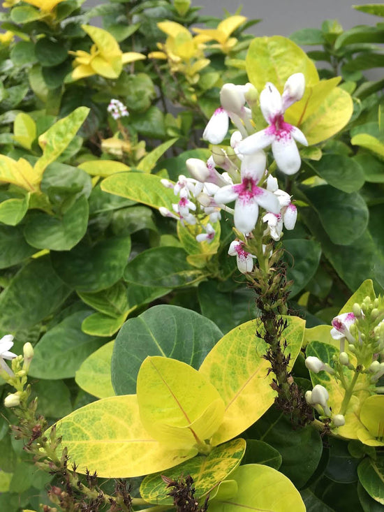 Pseuderanthemum Carruthersii Golden Plant or Yellow Veined Eranthemum with Yellow and Green coloured leaves and White petals with pink coloured flower 