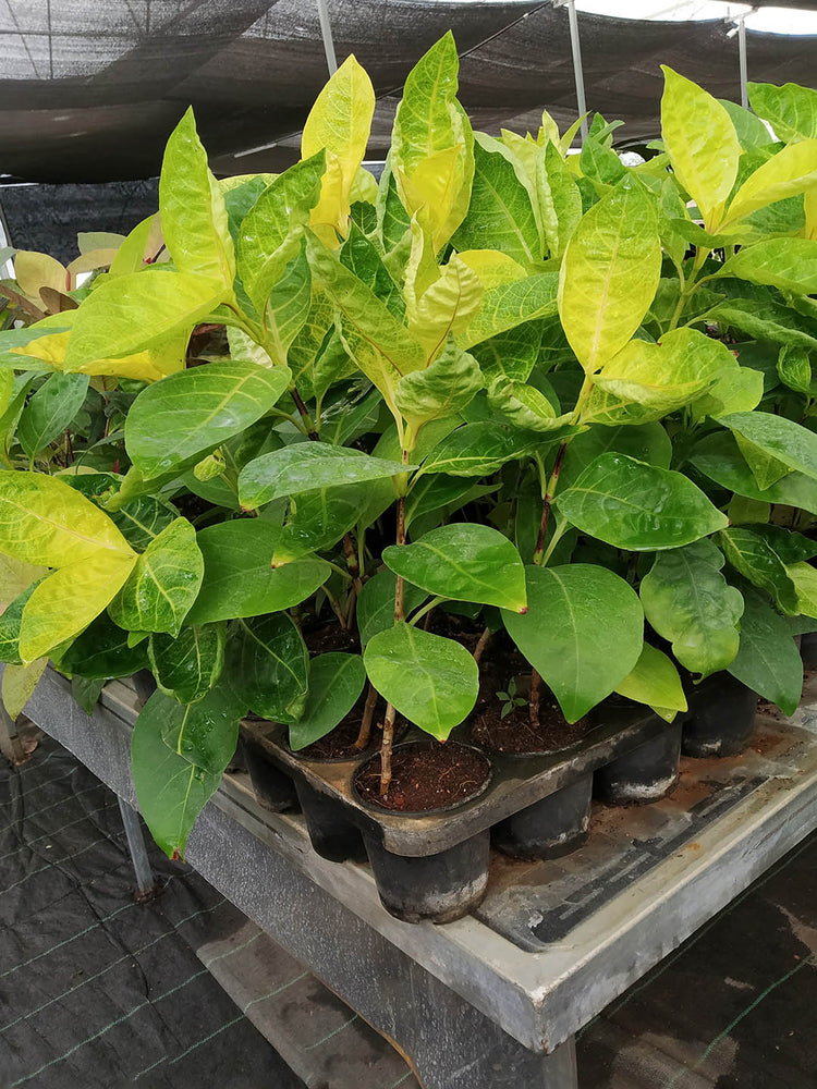 Pseuderanthemum Carruthersii Golden 