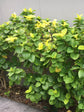 Pseuderanthemum Carruthersii Golden 